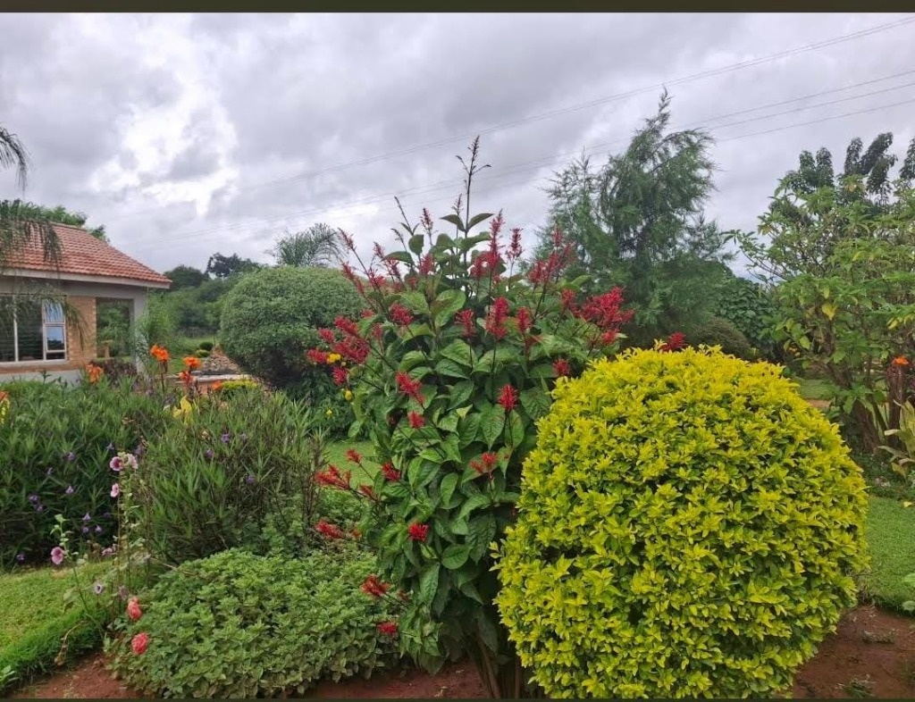 Lush Tropical Flowers & Bushveld Gardens